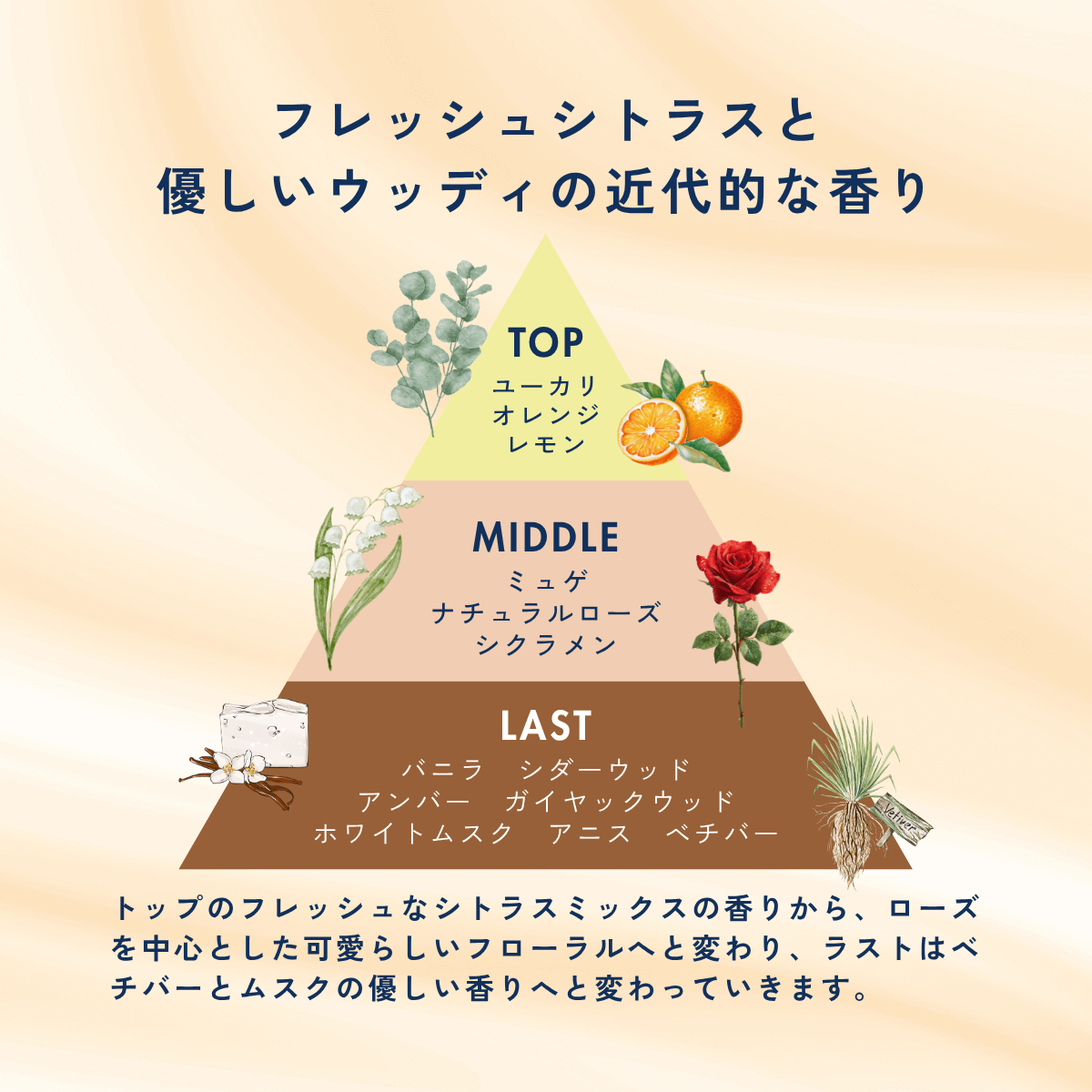 香りに関しての画像。フレッシュシトラスと優しいウッディの近代的な香り。